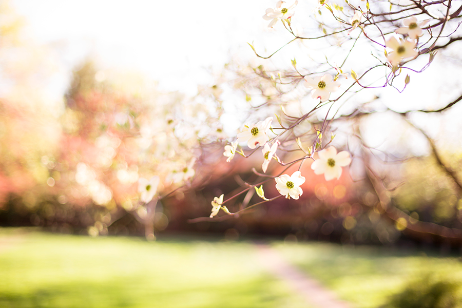 Chris  Sarahs Virginia Center for Architecture Engagement Shoot - Image Property of www.j-dphoto.com